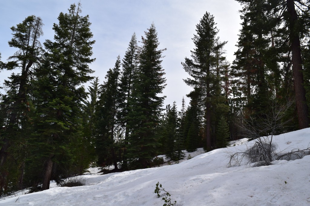 Trees and snow at Shaver Lake